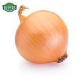 Bawang Merah Onion Price 1kg for Malaysia Bawang Bombay Onions